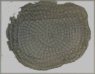 Oval - Nylongeflecht